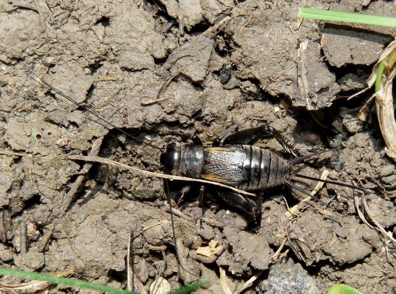 I grilli della Tolfa: Melanogryllus desertus